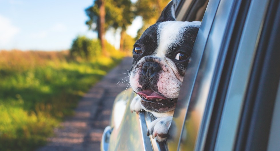 Hund i bil: Så kör du säkert och slipper böter | Vi Bilägare